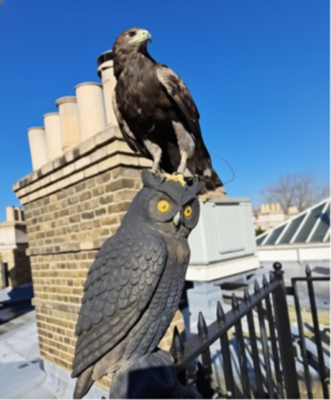 Falconry bird deterrent service