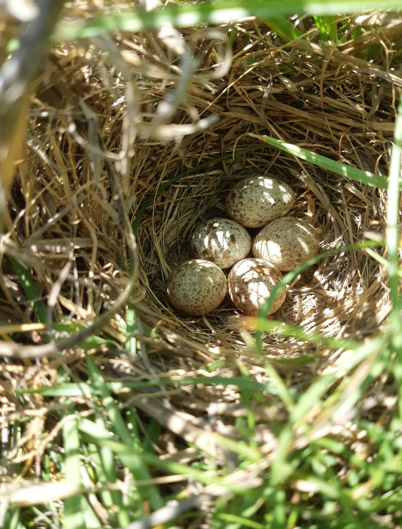 Ground-Nesting Bird Management