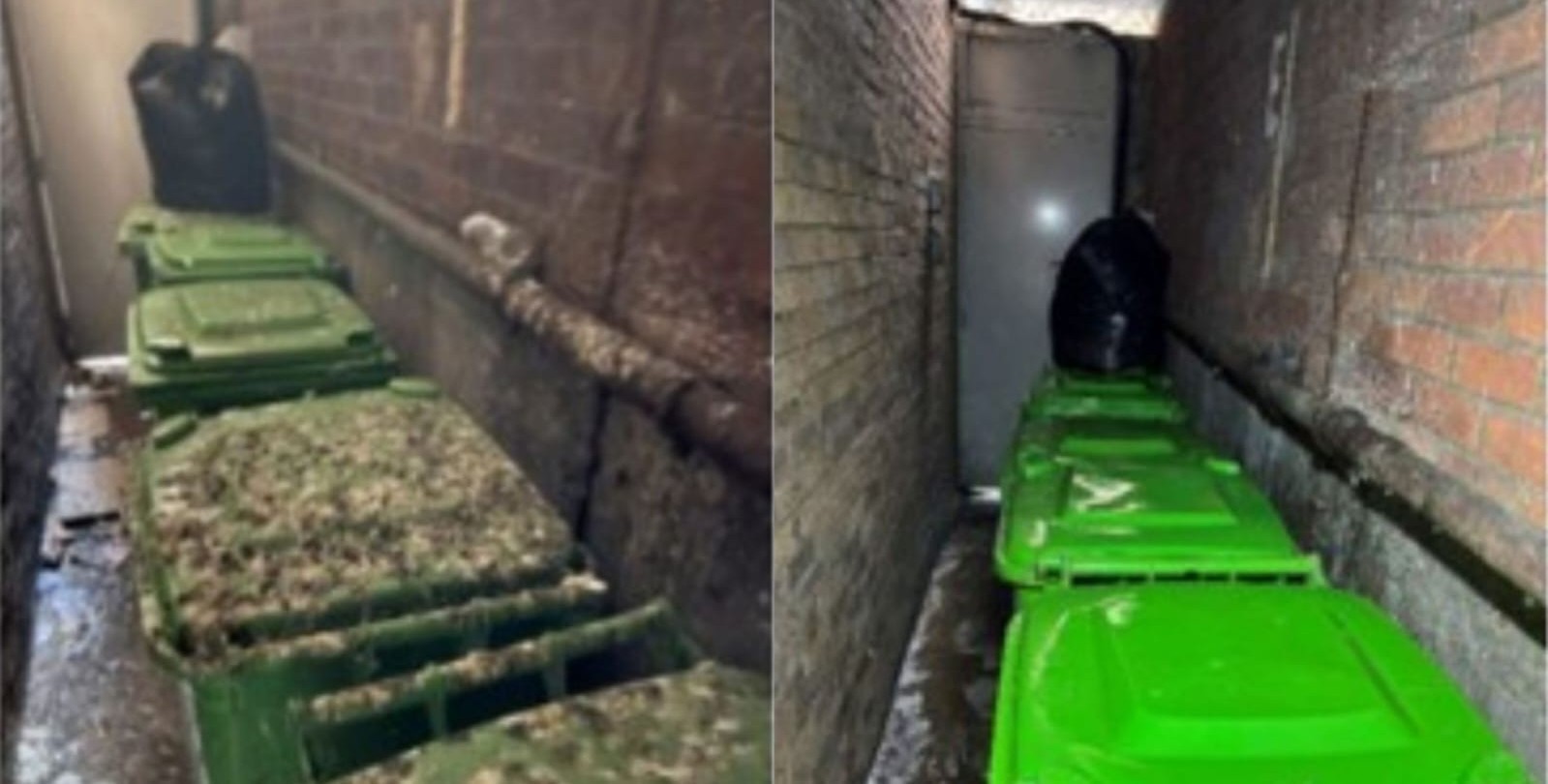 Professional Disinfection